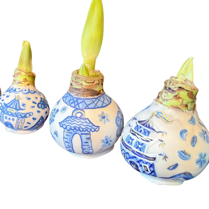 Hand Painted Blue and White Chinoiserie Waxed Amaryllis Bulb