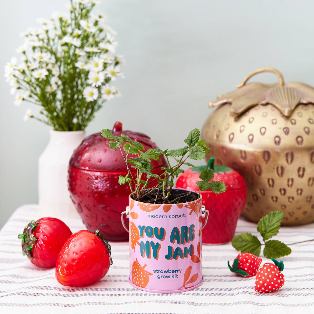 Modern Sprout - Complimentary Color Grow Kits
