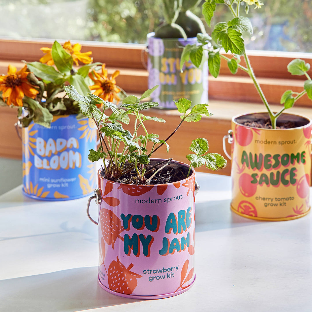 Modern Sprout - Complimentary Color Grow Kits