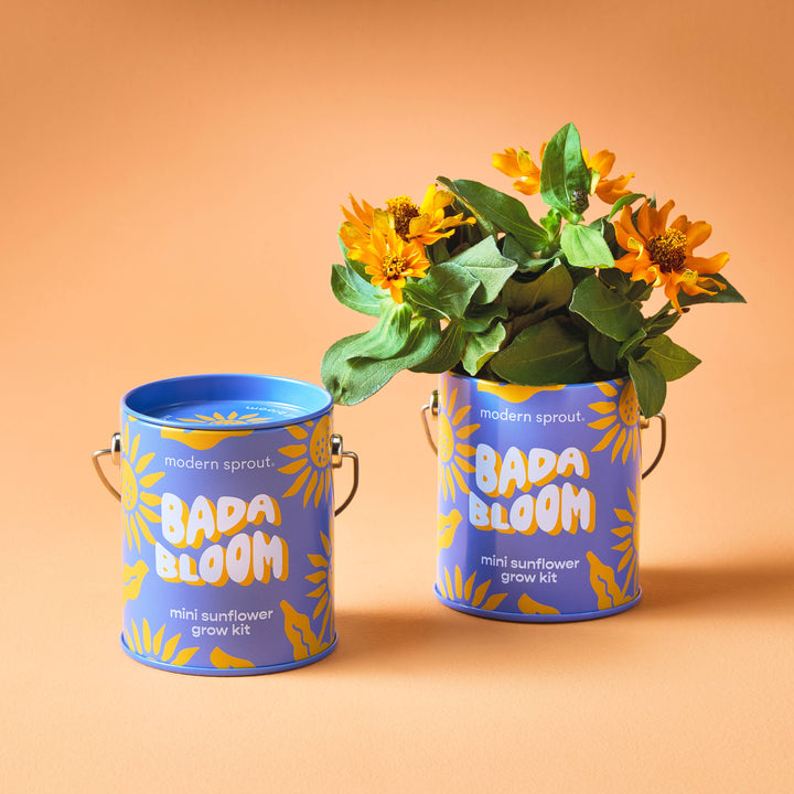 Modern Sprout - Complimentary Color Grow Kits