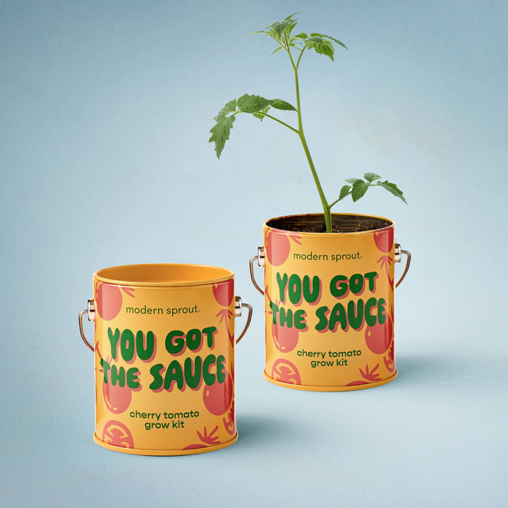 Modern Sprout - Complimentary Color Grow Kits