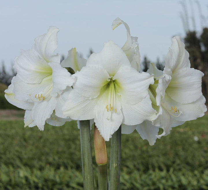 White Flower Spring Waxed Amaryllis Mix