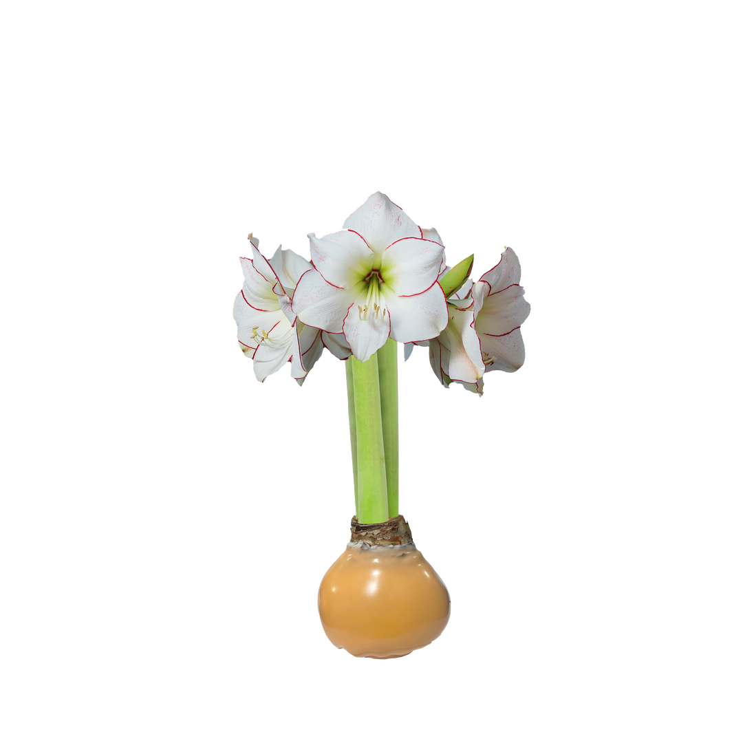 Picasso Muskmelon Wax Base