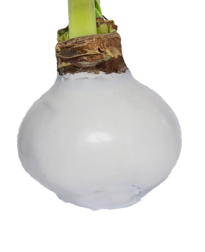 White Flower Spring Waxed Amaryllis Mix