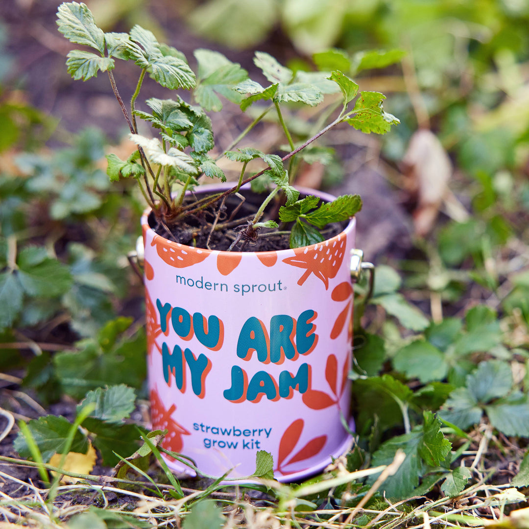 Modern Sprout - Complimentary Color Grow Kits