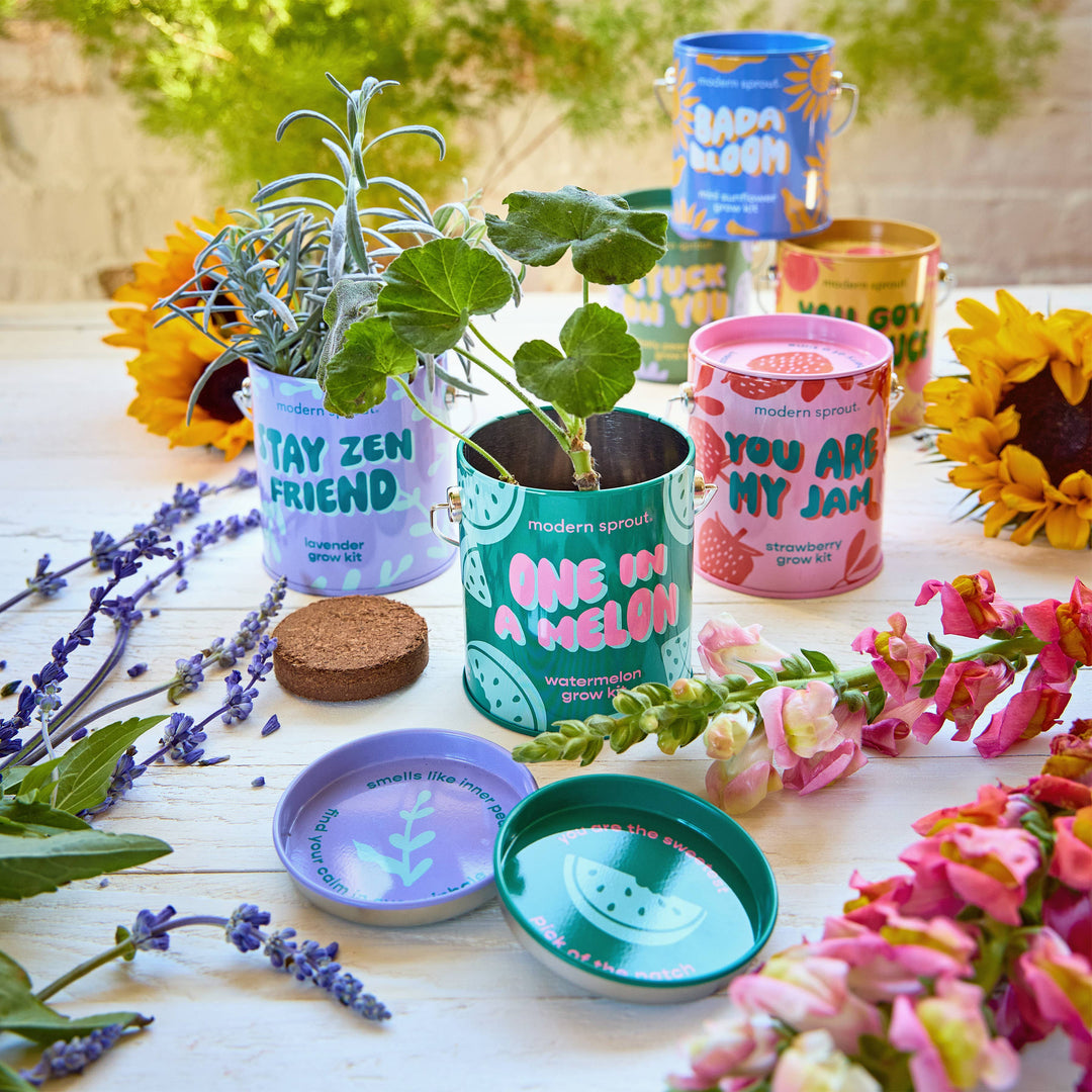 Modern Sprout - Complimentary Color Grow Kits