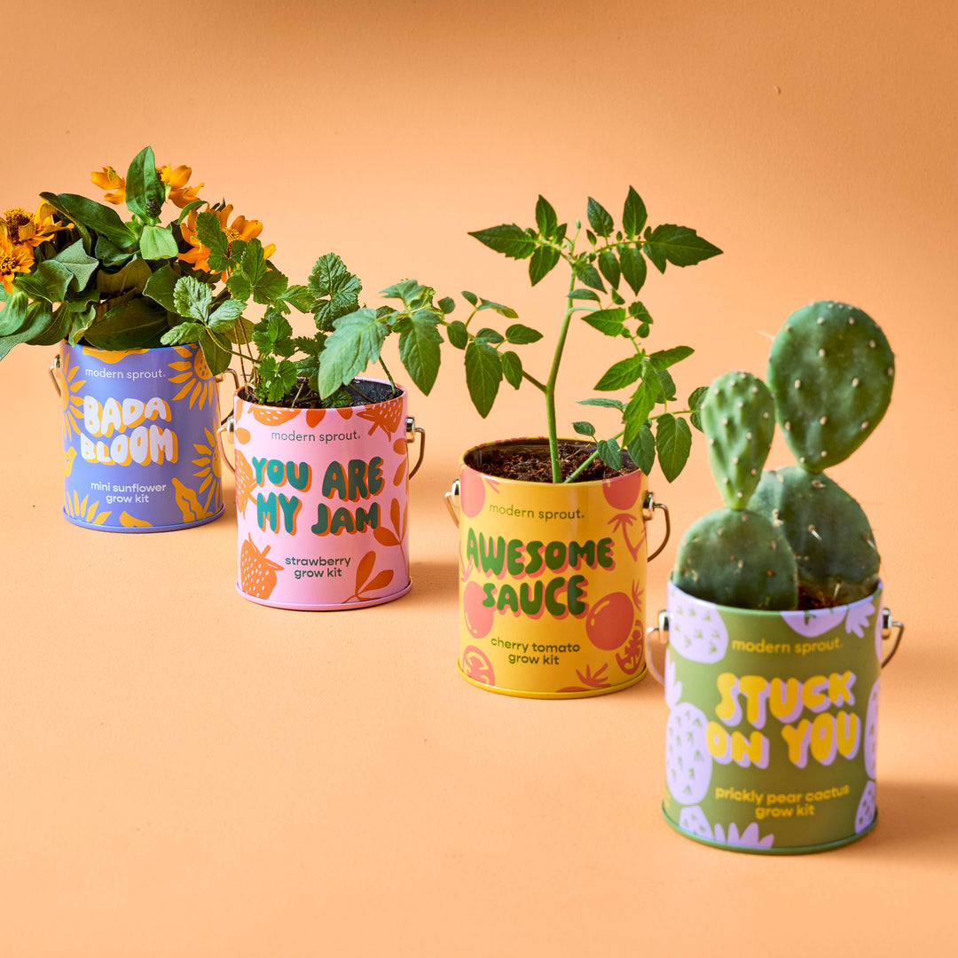 Modern Sprout - Complimentary Color Grow Kits