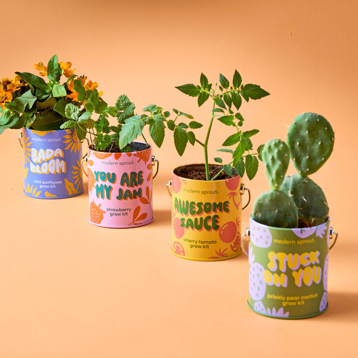 Modern Sprout - Complimentary Color Grow Kits