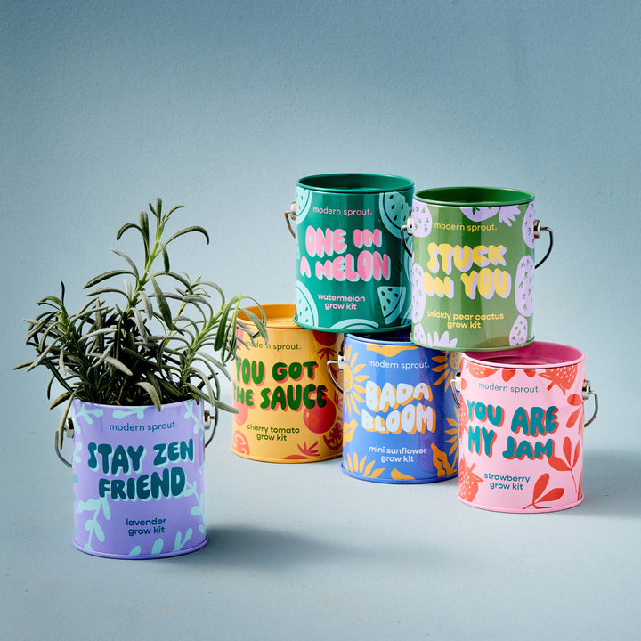 Modern Sprout - Complimentary Color Grow Kits