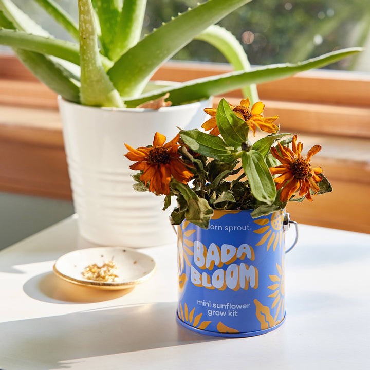 Modern Sprout - Complimentary Color Grow Kits