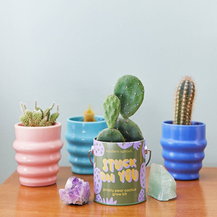 Modern Sprout - Complimentary Color Grow Kits