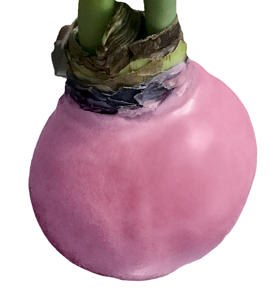 White Flower Spring Waxed Amaryllis Mix