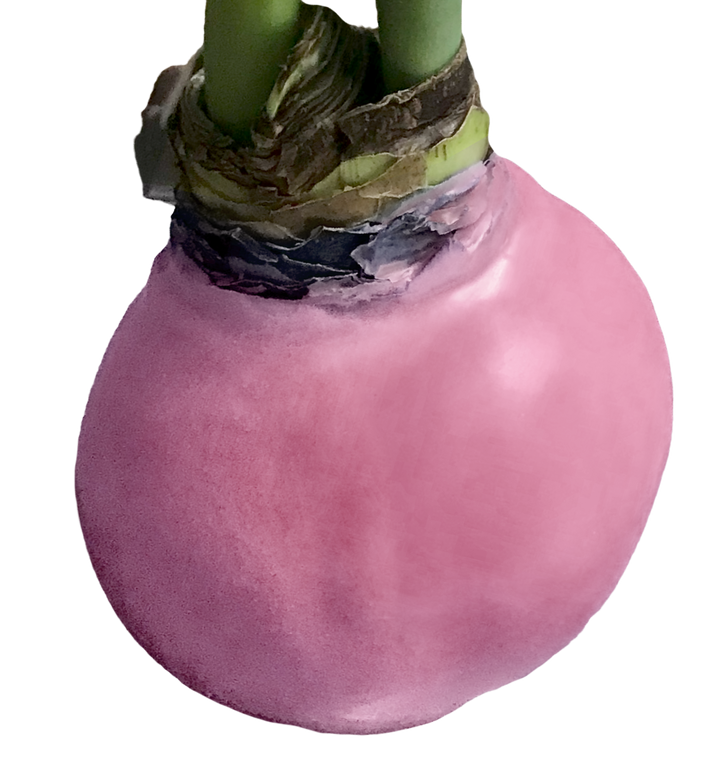 White Flower Spring Waxed Amaryllis Mix