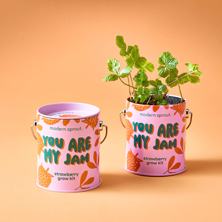 Modern Sprout - Complimentary Color Grow Kits