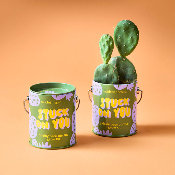 Modern Sprout - Complimentary Color Grow Kits