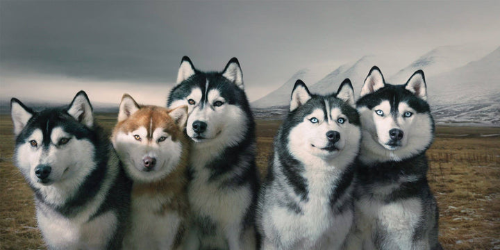 Abrams - Dogs