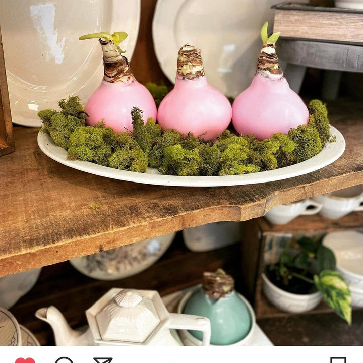 Pink Wax Amaryllis Bulbs