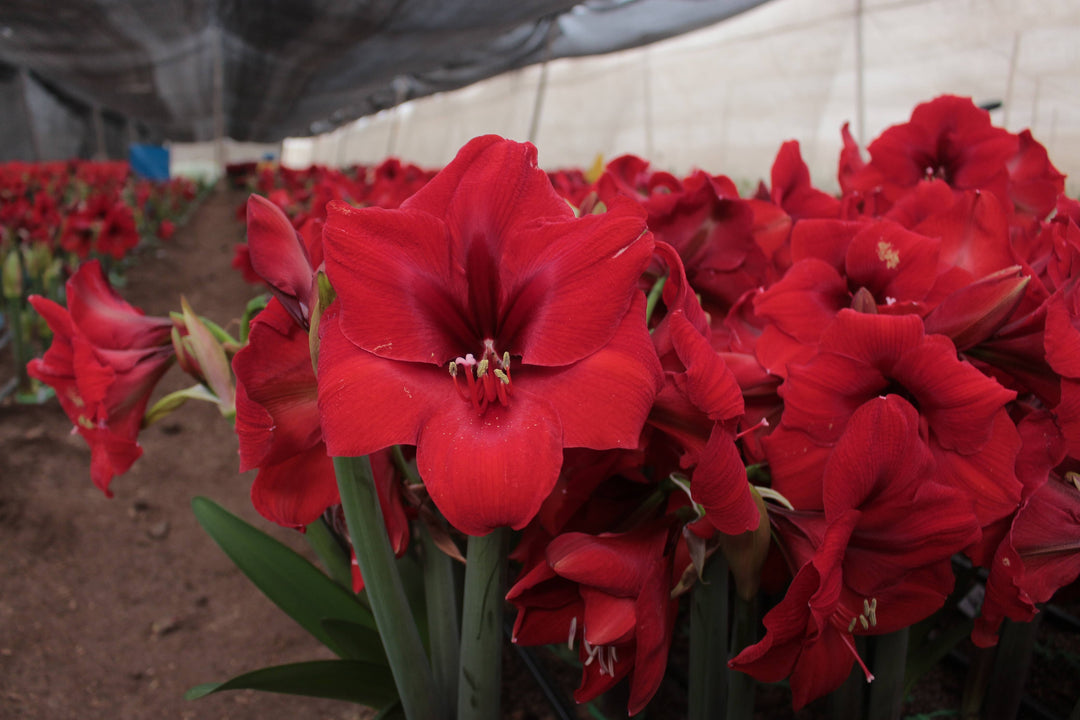 Pink Wax Amaryllis Bulbs