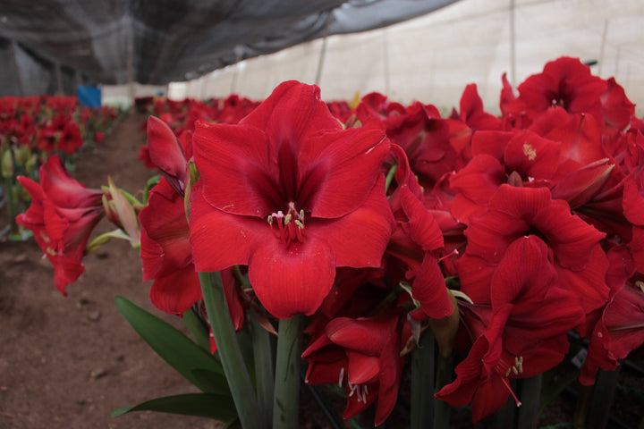 Pink Wax Amaryllis Bulbs