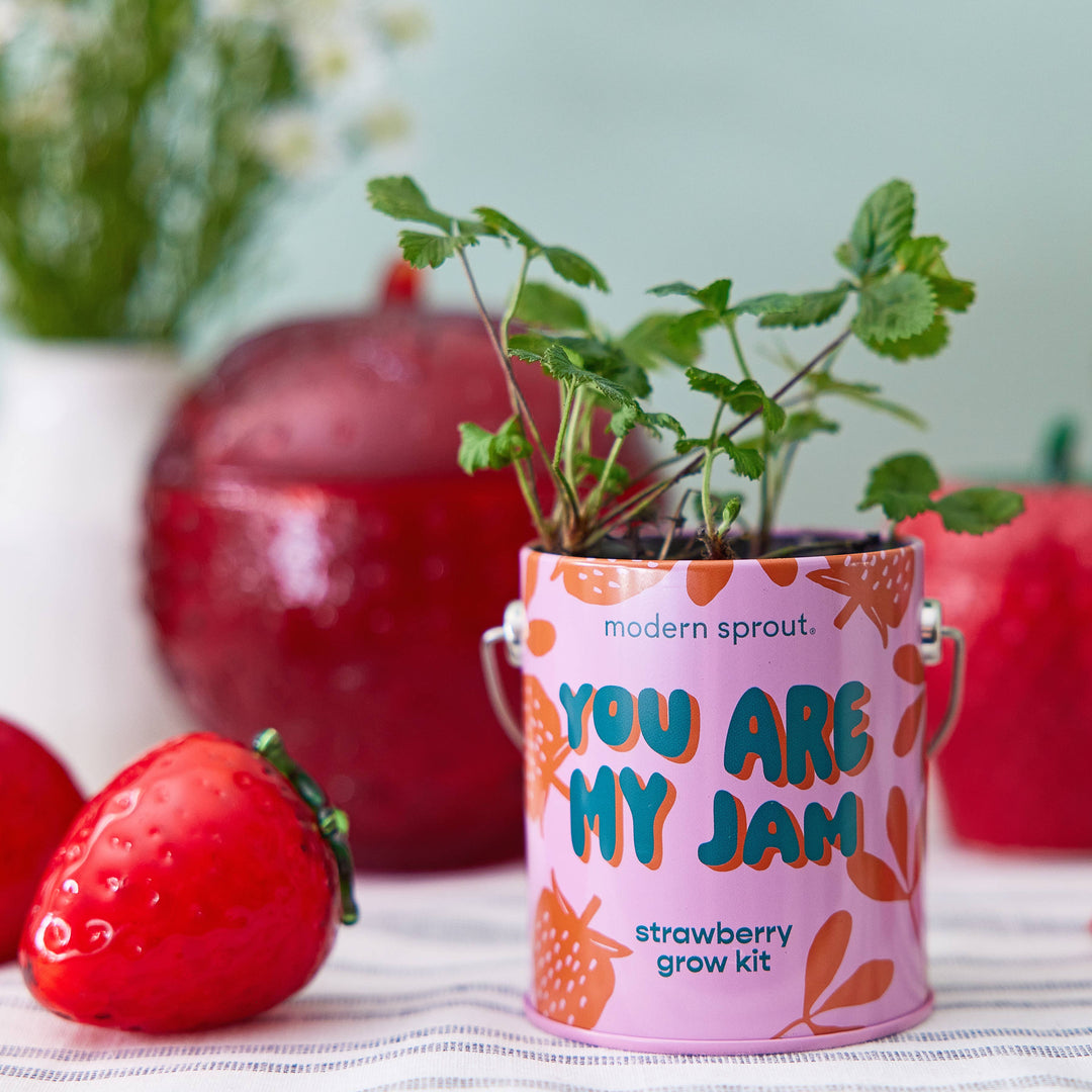 Modern Sprout - Complimentary Color Grow Kits