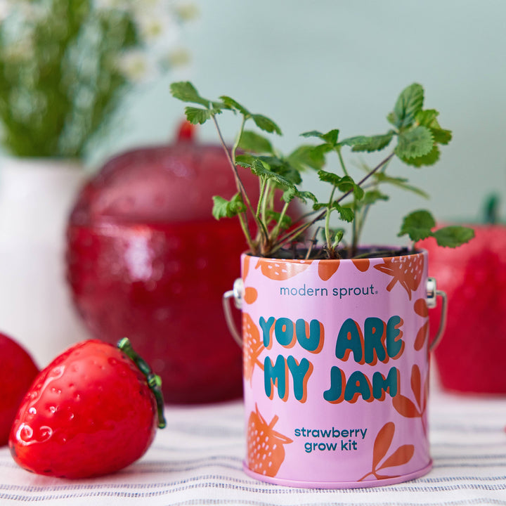 Modern Sprout - Complimentary Color Grow Kits